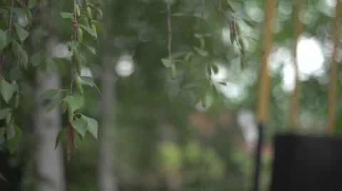 Birch twigs Video stock 41794872