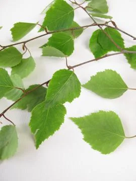 Birch twigs Stock Photos