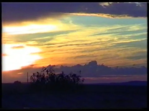 Birch Twilight Stock Footage 343637498