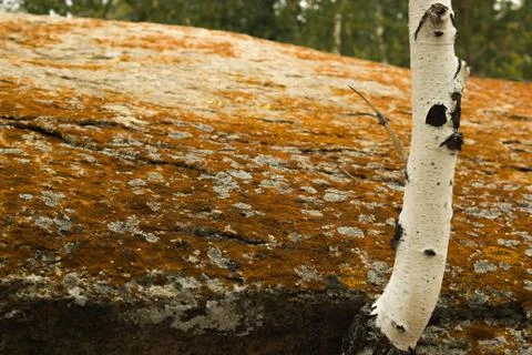 Birch from under a big stone Stock Photos