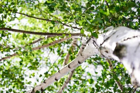 Birch view from below Foto stock