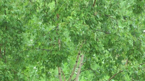 Birch washed - as new Stock Footage 8559155