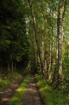 Birch way Stock Photos