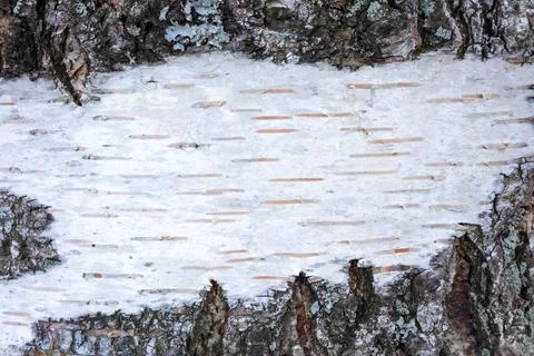 Birch white tree bark background wood copy space texture Foto stock