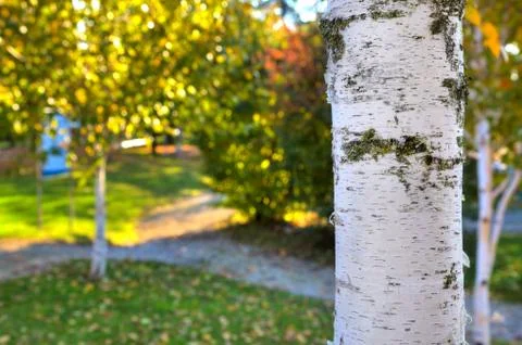 Birch white trunk close-up image. Stock Photos