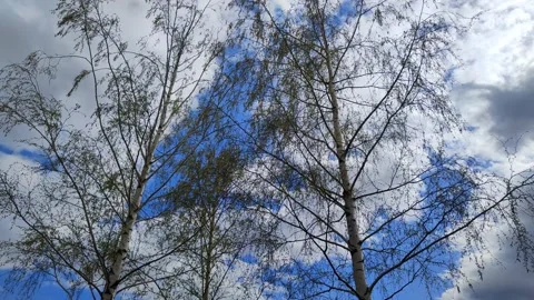 Birch in the wind against the blue sky Stock Footage 188744425