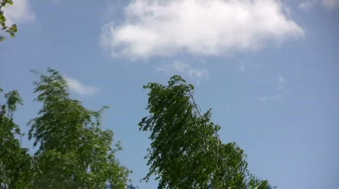 Birch in  wind Stock Footage 446527