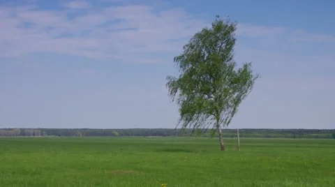 Birch in wind Stock Footage 58492955