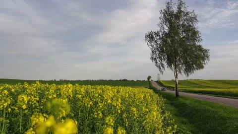 Birch in the wind Stock Footage 274158718