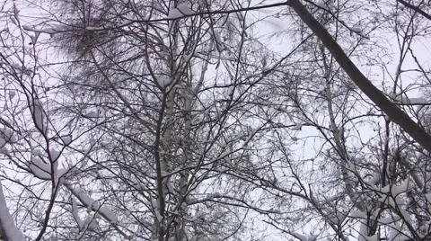 Birch in the wind at a roadside deserted, covered in snow of winter cold Video stock 60401148