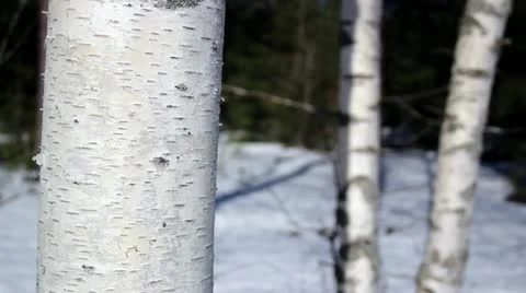 Birch winter forest industry, forest economy, white bark Stock Footage 21834868