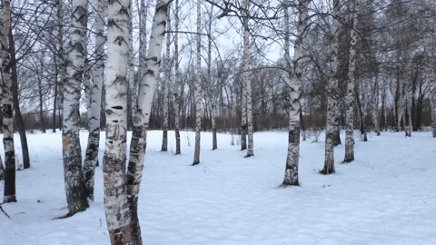 Birch Winter Park Video stock 149503782