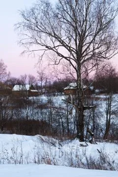Birch in winter rustic landscape Stock Photos