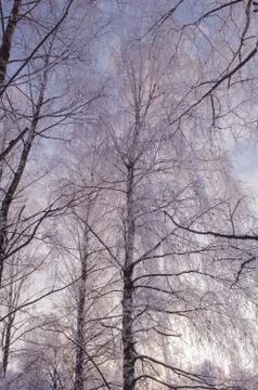 Birch in winter with snow Stock Photos