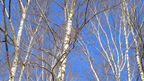 Birch without leaves on blue sky background Stock Footage 127112072