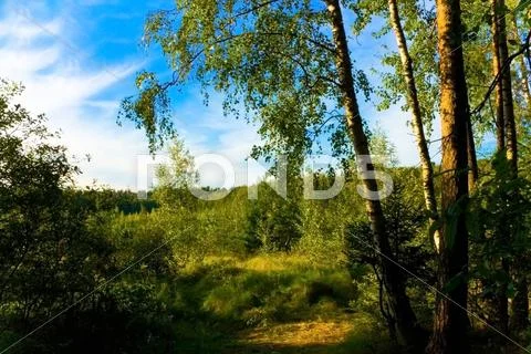 Birch wood. Stock Photos
