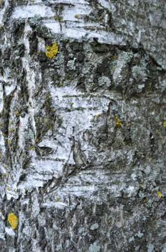 Birch wood texture bark Stock Photos