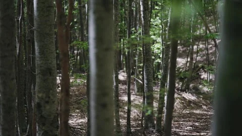 Birch wood tranquil forest featuring tall trees and abundant natural greenery Stock Footage 309660966