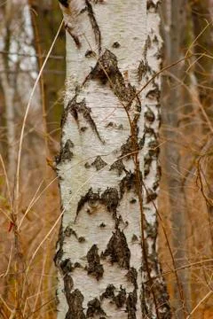 Birch wood tree Stock Photos