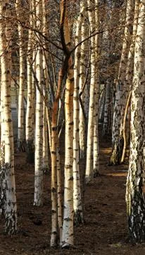 Birch woods Stock Photos