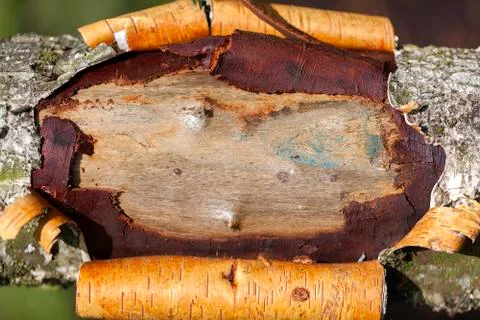 Birch - wound - background 库存照片