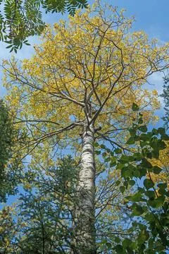 Birch in Yellow Emerging From the Forest Stockfoto's