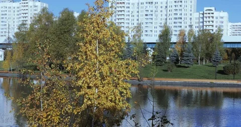 Birch with yellow leaves 스톡 동영상 96344179