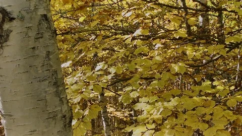 Birch yellow leaves with slider Stock Footage 70392955