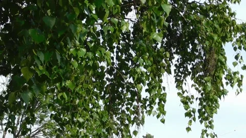 Birch_tree Stock Footage 131819424