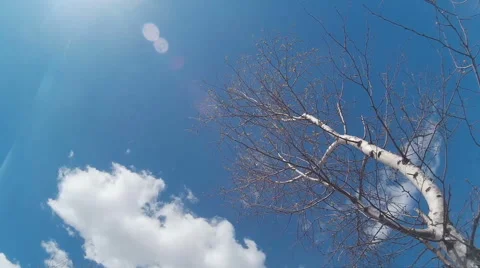 Birch,birch against the sky,the wind rustles birch 스톡 동영상 49292836