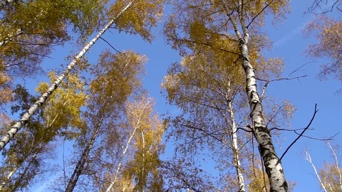 Birches against the blue sky Stock Footage 81271684