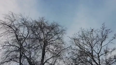 Birches against a blue sky Stock Footage 169033027