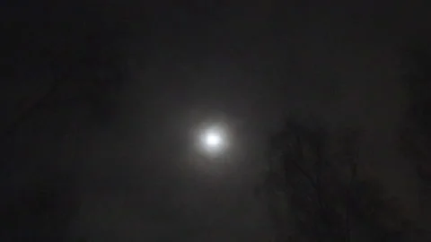 Birches and moon Stock-Footage 103055334