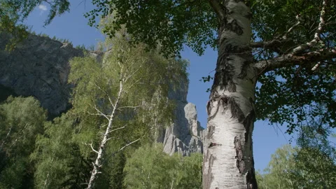Birches and mountains Stock Footage 167372391