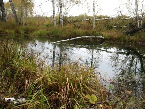 Birches and river Stock Photos