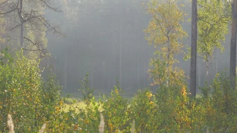 Birches and small trees on the glade in taiga forest Stock Footage 302275678