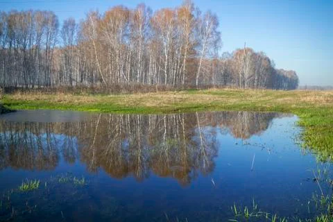 Birches and their reflections Foto stock
