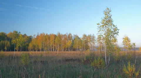 Birches autumn forest panning time-lapse Stock Footage 943086