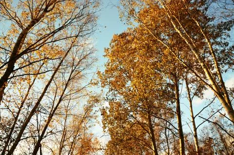 Birches in the autumn Foto stock