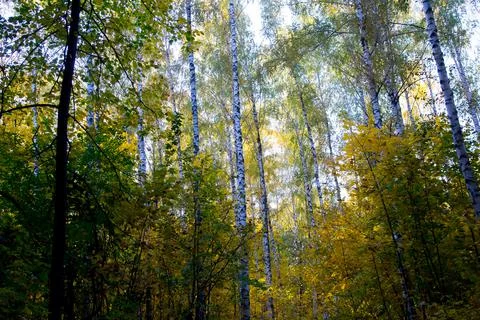 Birches in autumn Foto stock