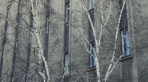 Birches on the background of a multistory office Stock Footage 48583695