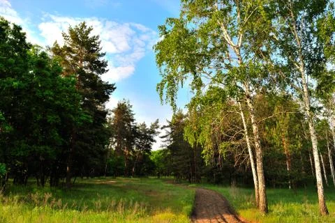 Birches on the background of pine forest 스톡 사진