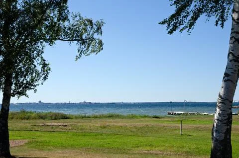 Birches at beach Stock Photos