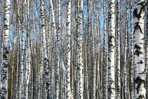 Birches on blue sky Foto stock