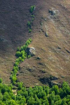 Birches colonizing the deforested mountains Foto stock