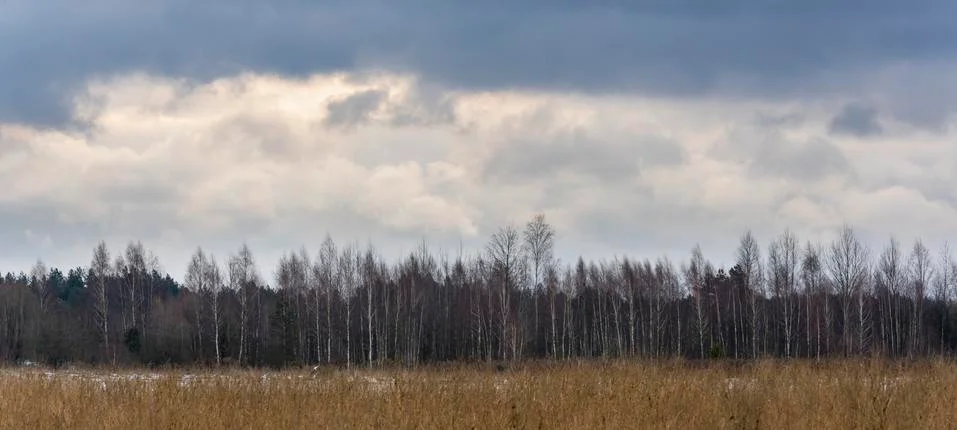 Birches Dark Clouds Poland Stock Photos