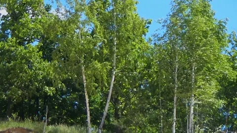 Birches on the edge of the cliff Stock Footage 91913789