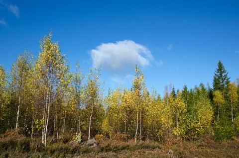 Birches in fall colors Stock Photos