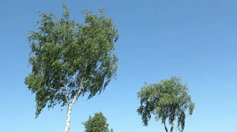 Birches Stock Footage 11240319