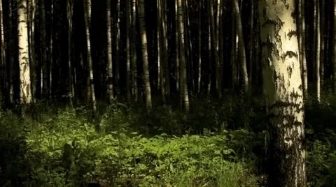 Birches Stock Footage 25426074